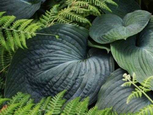 Хоста зибольда хоста токудама. Посадка хосты осенью в грунт хосты зибольда и токудама 05 Хоста зибольда хоста токудама. Посадка хосты осенью в грунт хосты зибольда и токудама 05