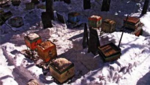 Весенний слет пчел. Весенние работы на пасеке Опубликовал: Petr_MS