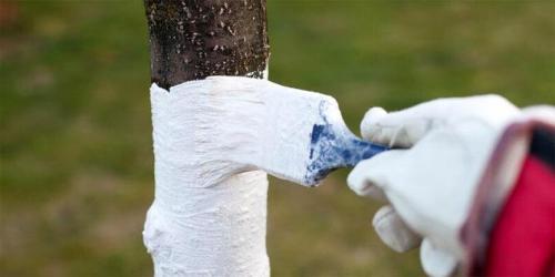 Зачем белят деревья. Когда и зачем белят стволы деревьев?