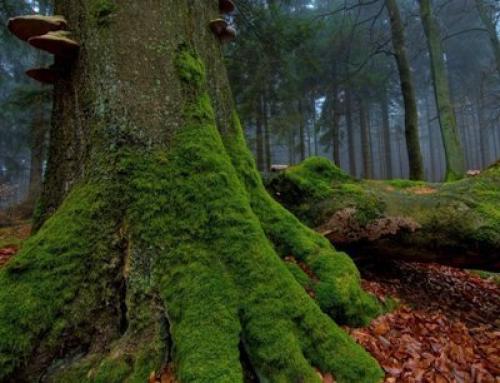 Вставь пропущенные слова мхи и лишайники любят влагу и тень. Читайте также 04