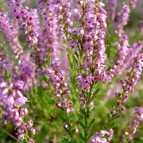 Вереск обыкновенный ротер октобер. 01