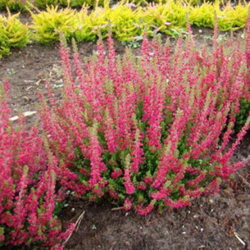 Вереск обыкновенный ротер октобер. 04