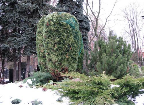 Чем укрыть хвойные от солнца. Хвойные: как защитить от солнечного ожога