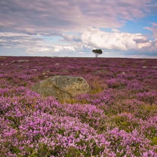 Вереск обыкновенный ротер октобер. 03