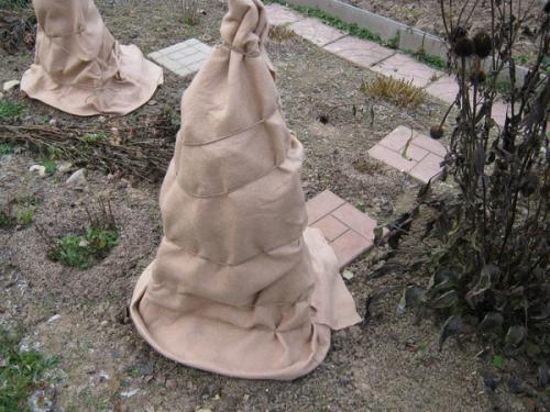 Температура укрытия роз. Укрытие роз на зиму