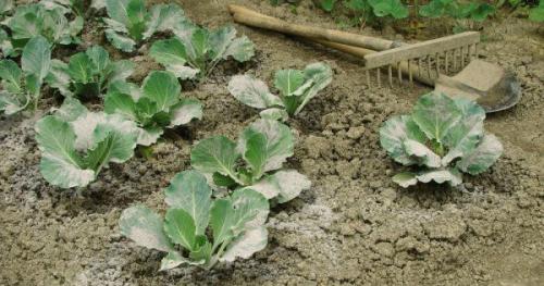 Какой заморозок выдерживает капуста. Капуста и заморозки