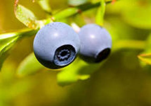 Чем отличаются помидоры от томатов. Отличие томата от помидора