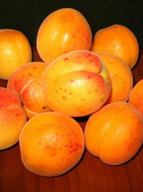 Что значит слива самобесплодная. Слива желтая самоплодная 11