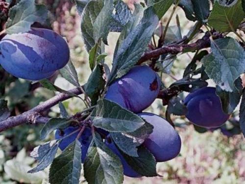 Что такое чернослив википедия. Чернослив 05