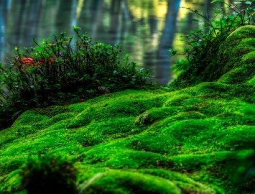 Вставь пропущенные слова мхи и лишайники любят влагу и тень. Читайте также 03