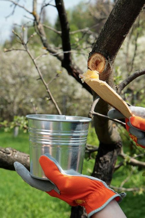 Чем обработать спил дерева после обрезки. Нужно ли чем-то обрабатывать остающиеся после обрезки раны? Какое средство лучше? 02