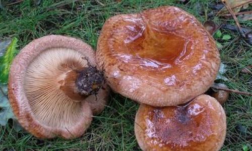 Как мариновать грибы коровьи губы. Как мариновать грибы на зиму в банках с уксусом и маслом: пошаговый фото рецепт 12