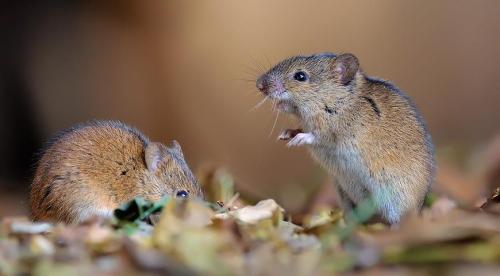 Чем питается земляная собачка. Грызун-вредитель «китайская собачка»