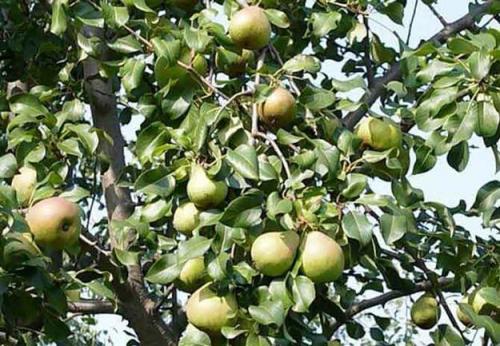 Когда начинает плодоносить груша. Интересно о том, когда начинает плодоносить груша