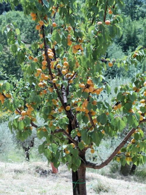 Что значит слива самобесплодная. Слива желтая самоплодная 09