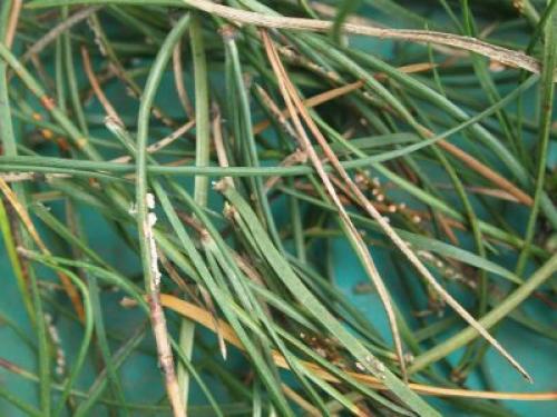 НИВАКИ из сосны своими руками. Формирование сосны