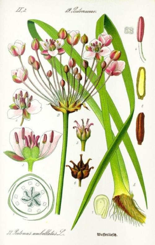 Сусак зонтичный в пруду. Использование в ландшафтном дизайне