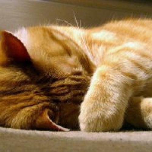 Приметы о погоде на основе наблюдений за поведением животных. Приметы на основе наблюдений 07