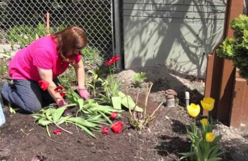 Посадка тюльпанов в мае. Сроки посадки тюльпанов