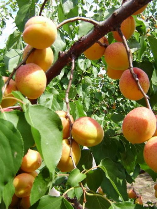 Что значит слива самобесплодная. Слива желтая самоплодная 08