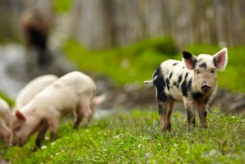 Животноводство в СНТ. Разведение животных на дачном участке