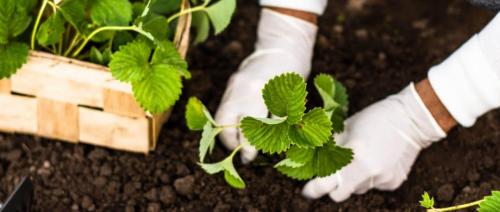 Как подготовить землю для посадки виктории. Выбор участка для посадки 06