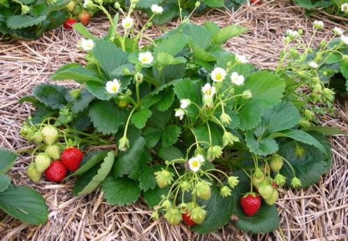 Как подготовить землю для посадки виктории. Выбор участка для посадки 07