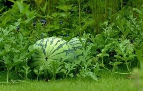 Можно ли сажать рядом арбуз дыню и тыкву. Что можно сажать рядом с бахчевыми культурами