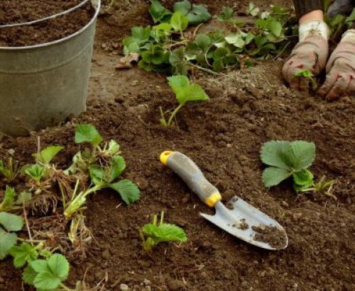 Как подготовить землю для посадки виктории. Выбор участка для посадки 02