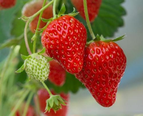 Сажаем усы клубники в августе грядка илиукрывной материал. Выбор посадочного материала 06