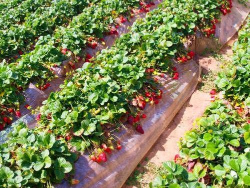 Сажаем усы клубники в августе грядка илиукрывной материал. Выбор посадочного материала 02