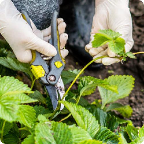Подготовка почвы под землянику. КАКИЕ РАБОТЫ НУЖНО ПРОВЕСТИ НА СТАРЫХ КЛУБНИЧНЫХ ГРЯДКАХ В АВГУСТЕ – СЕНТЯБРЕ