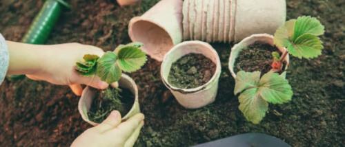 Время посадки клубники. Посадка клубники осенью в открытый грунт когда и как посадить