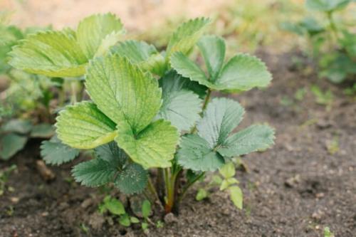 Время посадки клубники. Посадка клубники осенью в открытый грунт когда и как посадить