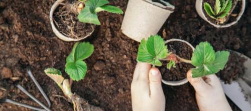 Время посадки клубники. Посадка клубники осенью в открытый грунт когда и как посадить