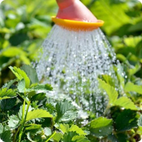 Подготовка почвы под землянику. КАКИЕ РАБОТЫ НУЖНО ПРОВЕСТИ НА СТАРЫХ КЛУБНИЧНЫХ ГРЯДКАХ В АВГУСТЕ – СЕНТЯБРЕ