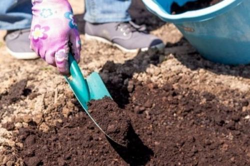 Посадка клубники осенью. Как сажать клубнику осенью?