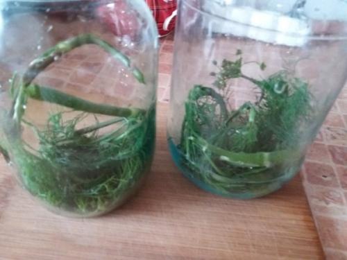 Когда солить огурцы на зиму в банках. Как солить огурцы на зиму в банках. Простой рецепт