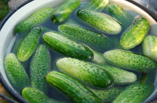 Когда солить огурцы на зиму в банках. Как солить огурцы на зиму в банках. Простой рецепт