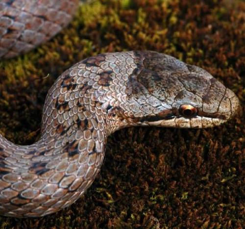 Медянка. Особенности и среда обитания медянки