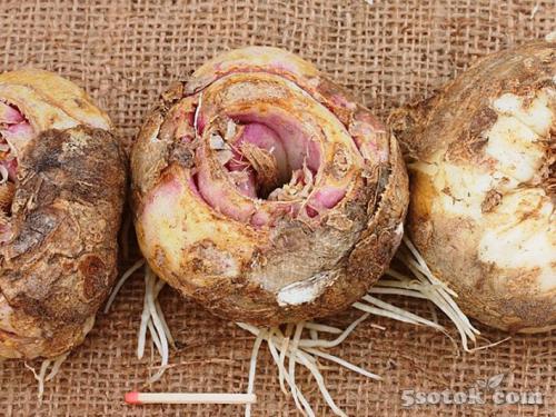 Нужно ли каждый год выкапывать рябчики. Нужно ли рябчики выкапывать каждый год 02