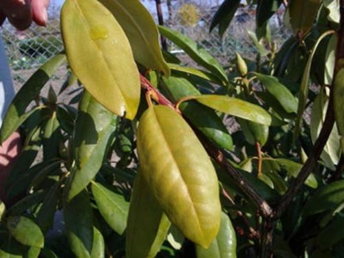 Почему не растет рододендрон. Почему листья желтеют, засыхают, опадают?