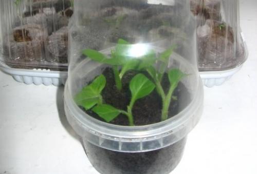 Петуния зимой дома в горшке. Вариант №1. Сохранение маточных кустов петунии зимой