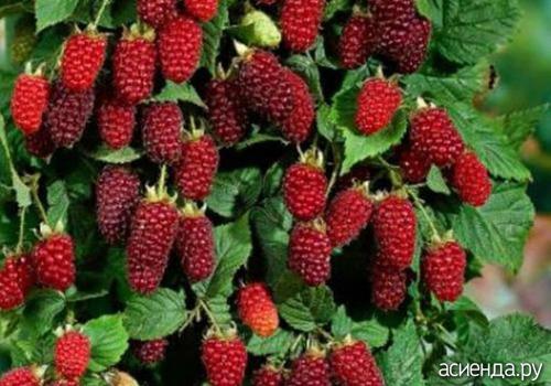 С чем рядом сажать ежемалину. Ручки заказали, а куда и как высаживать - голова не подумала. Ежемалина и ежевика.