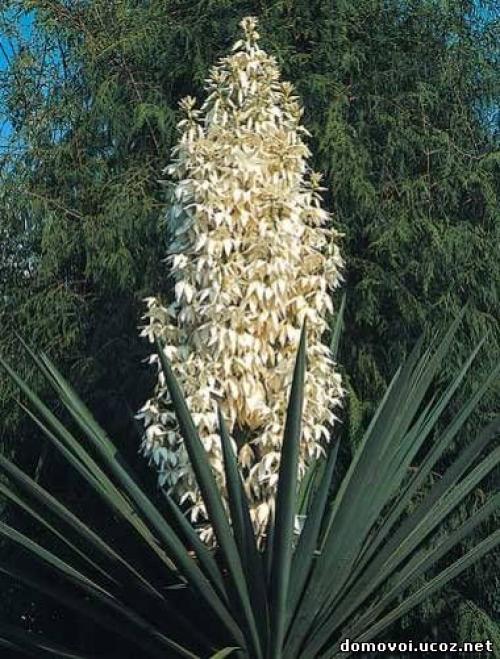 Юкка после зимы. Юкка нитчатая - уход, посадка, зимовка, фото