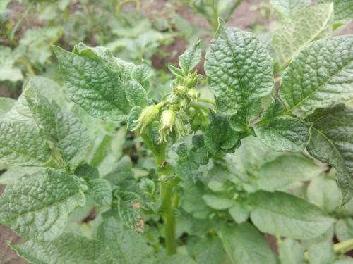 Нужно ли косить ботву картофеля после цветения. Зачем скашивать ботву картофеля перед уборкой урожая?