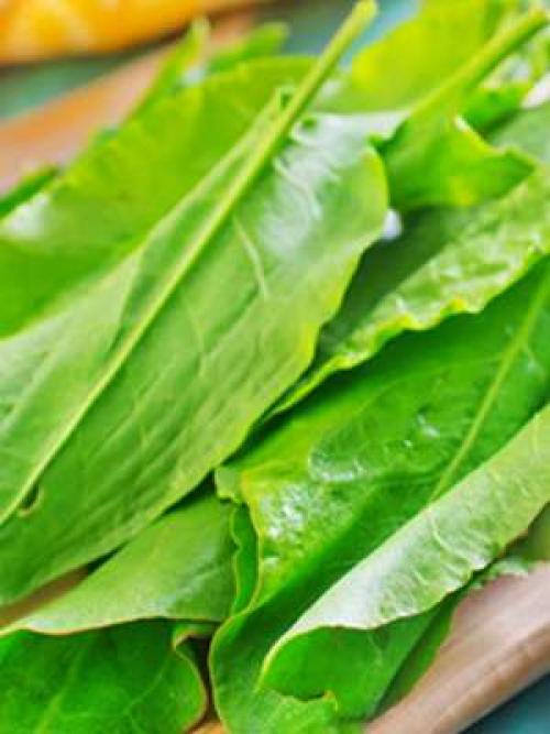 Как законсервировать щавель на зиму рецепт. Как консервировать щавель на зиму