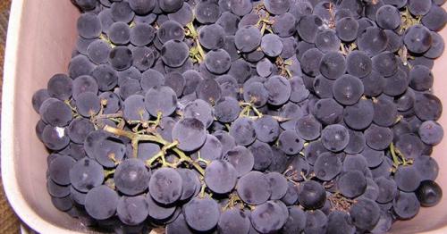 Домашнее вино из винограда пошаговый рецепт. 2 простых рецепта домашнего вина из винограда