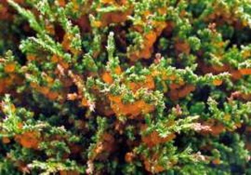 Можжевельник уход на зиму. Правильный уход за можжевельником