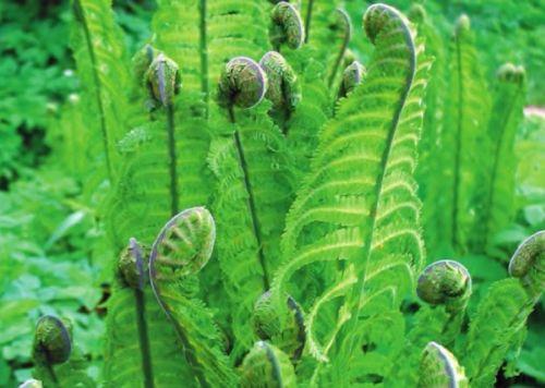 Папоротник зимостойкий. Папоротники. Реликтовые растения в вашем саду